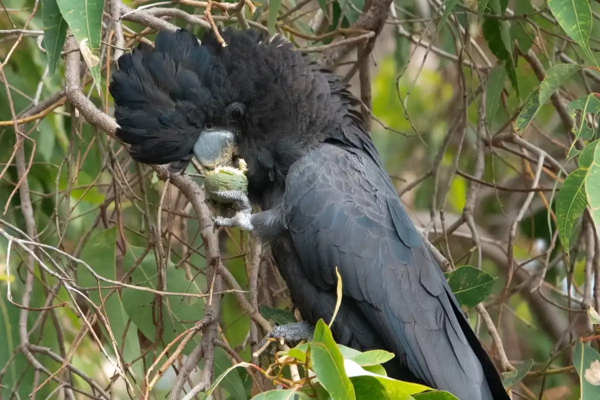 A Forest red-tailed black cockatoo in a tree